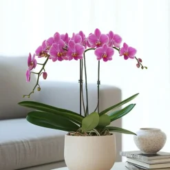 Vlinderorchidee - Phalaenopsis Multiflora met mand - Hoogte 35-45cm - ⌀12cm