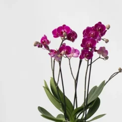 Vlinderorchidee - Phalaenopsis Multiflora met mand - Hoogte 35-45cm - ⌀12cm