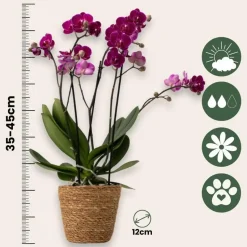 Vlinderorchidee - Phalaenopsis Multiflora met mand - Hoogte 35-45cm - ⌀12cm