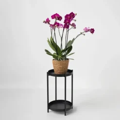 Vlinderorchidee - Phalaenopsis Multiflora met mand - Hoogte 35-45cm - ⌀12cm