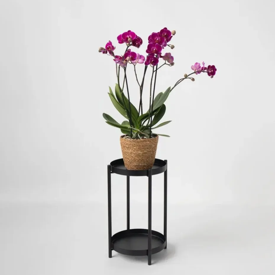 Vlinderorchidee - Phalaenopsis Multiflora met mand - Hoogte 35-45cm - ⌀12cm