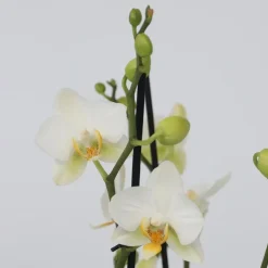 Vlinderorchidee - x3 - Phalaenopsis Multiflora in mand - Hoogte 35-45cm - ⌀12cm