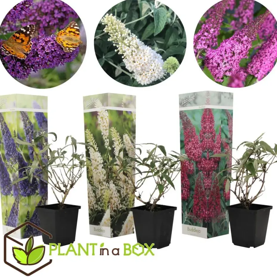 Vlinderstruik - Set van 3 - Buddleja davidii - Hoogte 25-40cm - ⌀9cm
