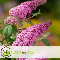 Vlinderstruik - Set van 3 - Buddleja davidii - Hoogte 25-40cm - ⌀9cm