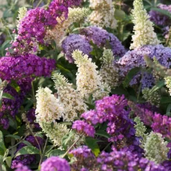 Vlinderstruik - Set van 3 - Buddleja davidii - Hoogte 25-40cm - ⌀9cm