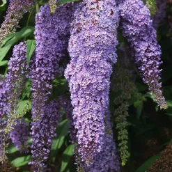 Vlinderstruik - Set van 3 - Buddleja davidii - Hoogte 25-40cm - ⌀9cm