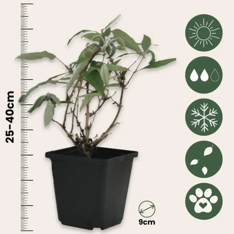 Vlinderstruik - Set van 3 - Buddleja davidii - Hoogte 25-40cm - ⌀9cm