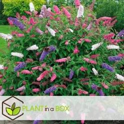 Vlinderstruik - Set van 3 - Buddleja davidii - Hoogte 25-40cm - ⌀9cm