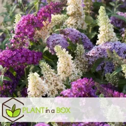 Vlinderstruik - Set van 3 - Buddleja davidii - Hoogte 25-40cm - ⌀9cm