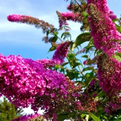 Vlinderstruik - Set van 3 - Buddleja davidii - Hoogte 25-40cm - ⌀9cm