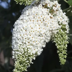 Vlinderstruik - Set van 3 - Buddleja davidii - Hoogte 25-40cm - ⌀9cm