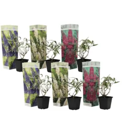 Vlinderstruik - Set van 6 - Buddleja davidii - Hoogte 25-40cm - ⌀9cm