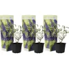 Vlinderstruik - Set van 3 - Buddleja 'Nanho Blue' - Hoogte 25-40cm - ⌀9cm