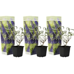 Vlinderstruik - Set van 3 - Buddleja 'Nanho Blue' - Hoogte 25-40cm - ⌀9cm