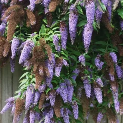 Vlinderstruik - Set van 3 - Buddleja 'Nanho Blue' - Hoogte 25-40cm - ⌀9cm