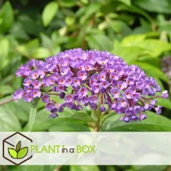 Vlinderstruik - Set van 3 - Buddleja 'Nanho Blue' - Hoogte 25-40cm - ⌀9cm
