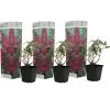 Vlinderstruik - Set van 3 - Buddleja 'Pink Delight' - Hoogte 25-40cm - ⌀9cm