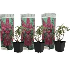 Vlinderstruik - Set van 3 - Buddleja 'Pink Delight' - Hoogte 25-40cm - ⌀9cm