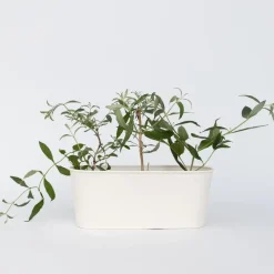 Vlinderstruik - Set van 3 - Buddleja 'Pink Delight' - Hoogte 25-40cm - ⌀9cm