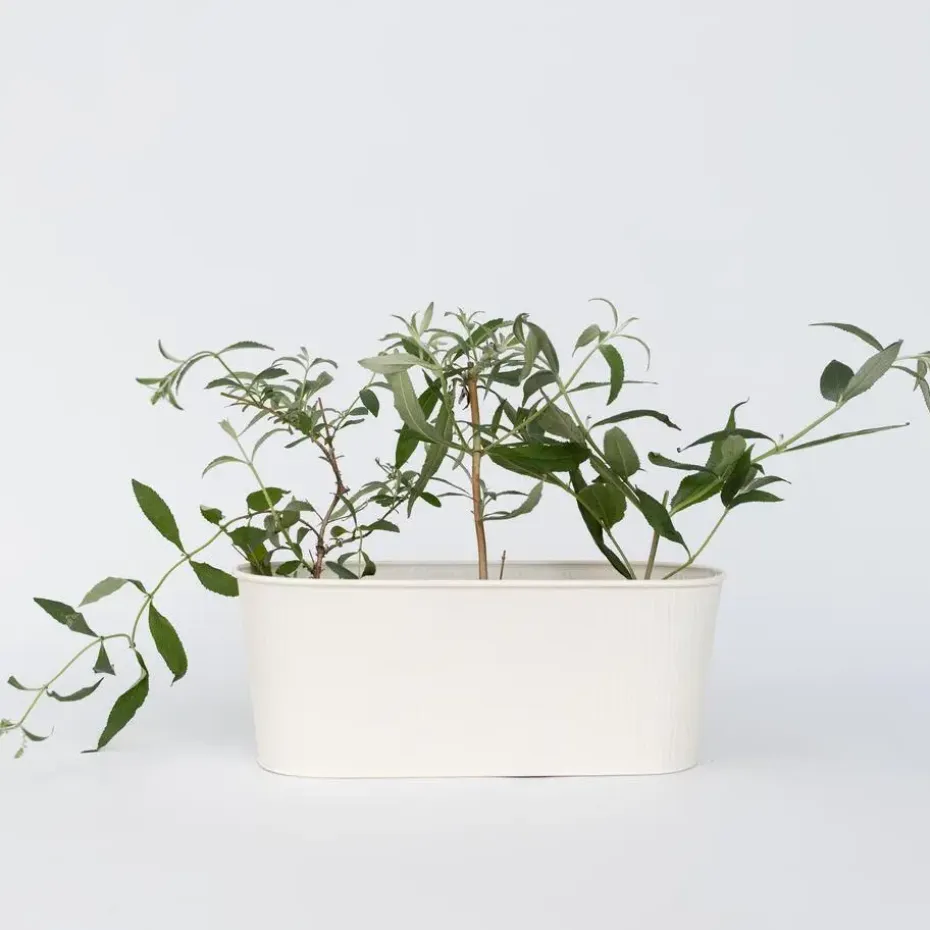 Vlinderstruik - Set van 3 - Buddleja 'Pink Delight' - Hoogte 25-40cm - ⌀9cm