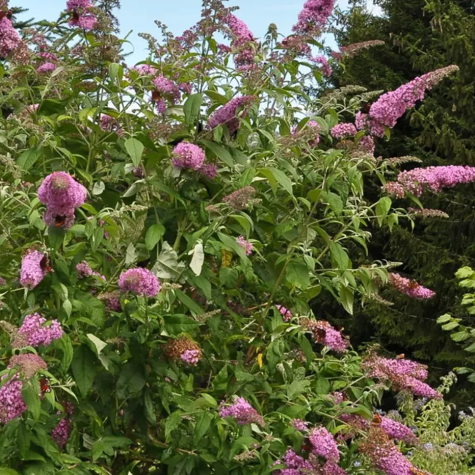Vlinderstruik - Set van 3 - Buddleja 'Pink Delight' - Hoogte 25-40cm - ⌀9cm