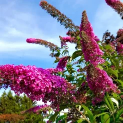 Vlinderstruik - Set van 3 - Buddleja 'Pink Delight' - Hoogte 25-40cm - ⌀9cm
