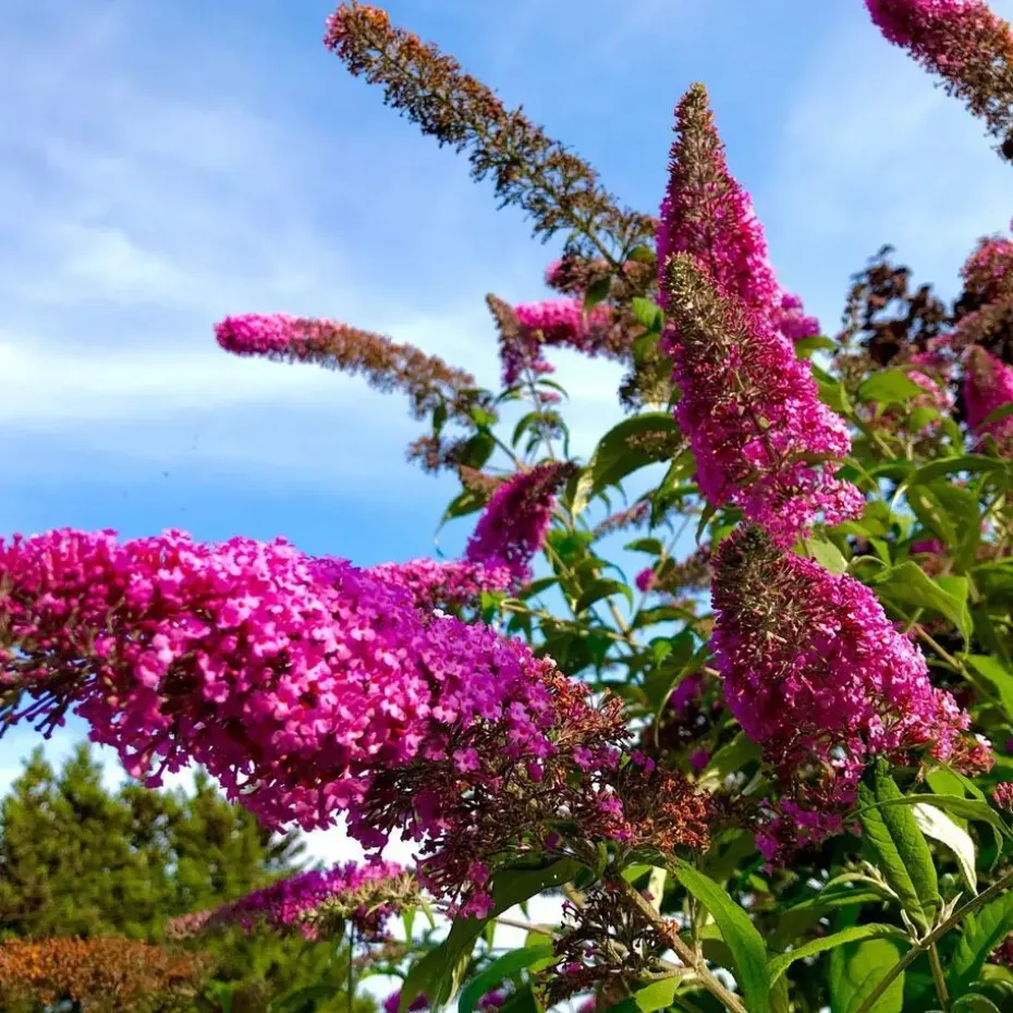 Vlinderstruik - Set van 3 - Buddleja 'Pink Delight' - Hoogte 25-40cm - ⌀9cm