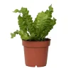 Vogelnestvaren - Asplenium nidus 'Crispy Wave' - Hoogte 25-40cm - ⌀12cm