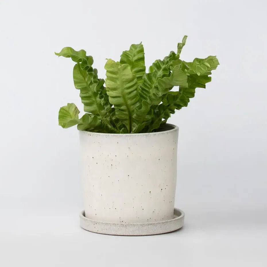 Vogelnestvaren - Asplenium nidus 'Crispy Wave' - Hoogte 25-40cm - ⌀12cm