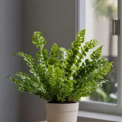 Vogelnestvaren - Asplenium nidus 'Crispy Wave' - Hoogte 25-40cm - ⌀12cm
