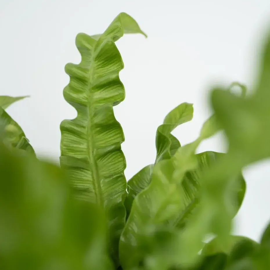 Vogelnestvaren - Asplenium nidus 'Crispy Wave' - Hoogte 25-40cm - ⌀12cm
