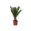 Vredespalm - Cycas revoluta - Hoogte 45-60cm - ⌀15cm