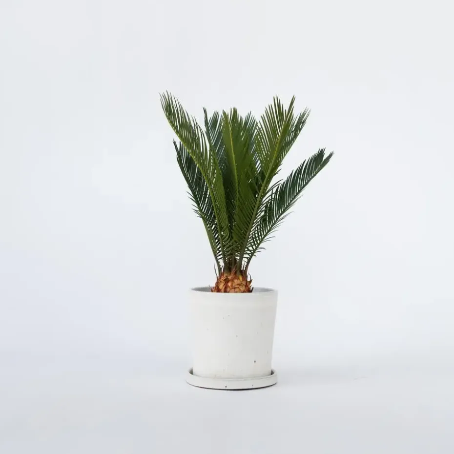 Vredespalm - Cycas revoluta - Hoogte 45-60cm - ⌀15cm