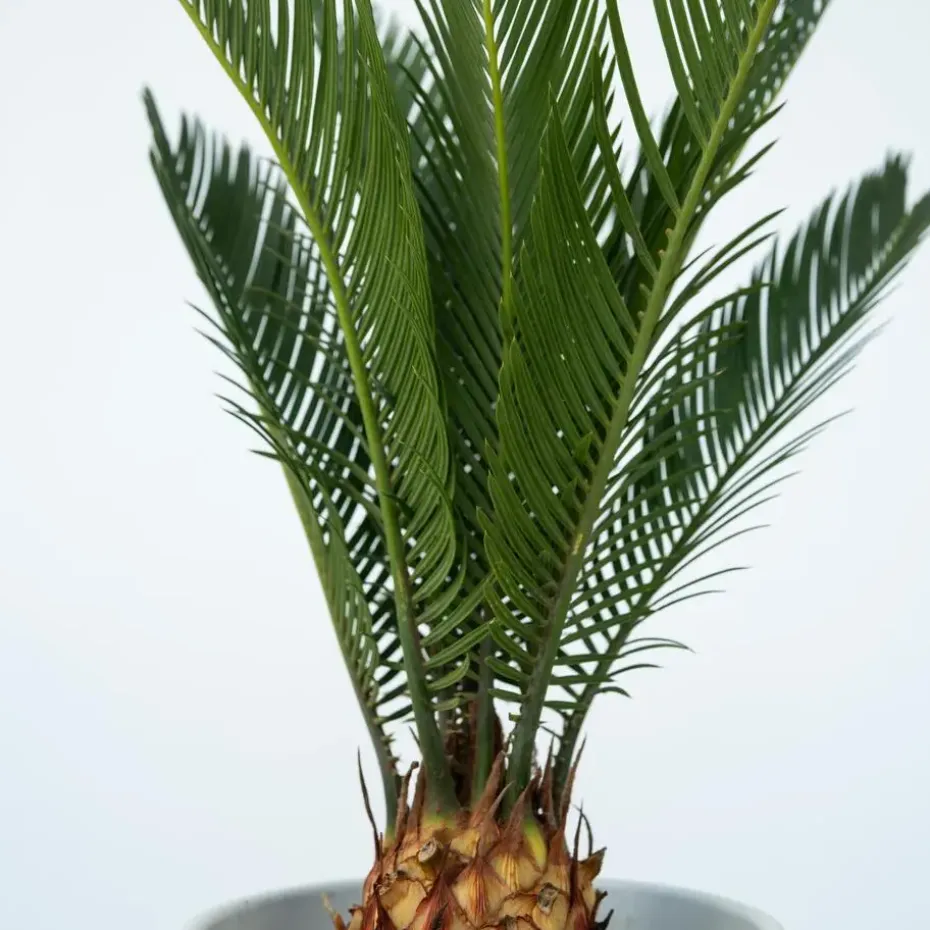 Vredespalm - Cycas revoluta - Hoogte 45-60cm - ⌀15cm