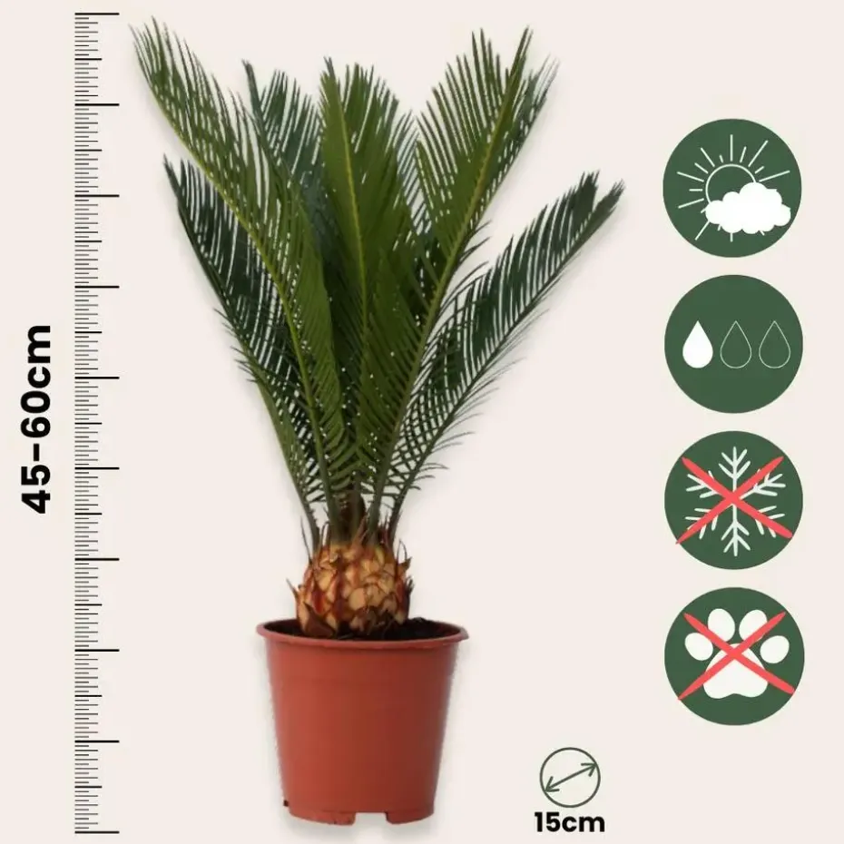 Vredespalm - Cycas revoluta - Hoogte 45-60cm - ⌀15cm