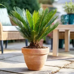 Vredespalm - Cycas revoluta - Hoogte 45-60cm - ⌀15cm