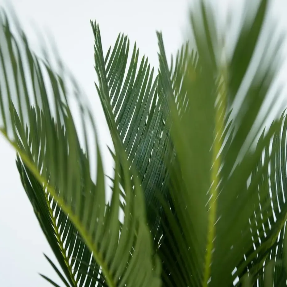 Vredespalm - Cycas revoluta - Hoogte 45-60cm - ⌀15cm