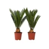 Vredespalm - Set van 2 - Cycas revoluta - Hoogte 45-60cm - ⌀15cm