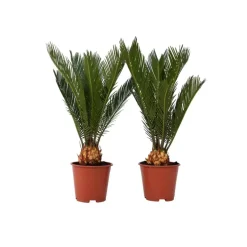 Vredespalm - Set van 2 - Cycas revoluta - Hoogte 45-60cm - ⌀15cm