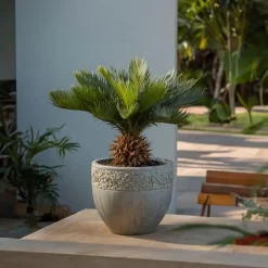 Vredespalm - Set van 2 - Cycas revoluta - Hoogte 45-60cm - ⌀15cm