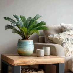 Vredespalm - Set van 2 - Cycas revoluta - Hoogte 45-60cm - ⌀15cm