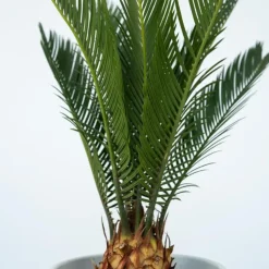Vredespalm met voeding - Set van 2 - Cycas revoluta - Hoogte 45-60cm - ⌀15cm