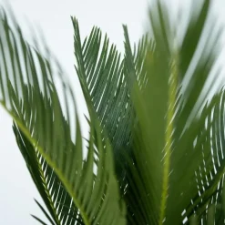 Vredespalm met voeding - Set van 2 - Cycas revoluta - Hoogte 45-60cm - ⌀15cm