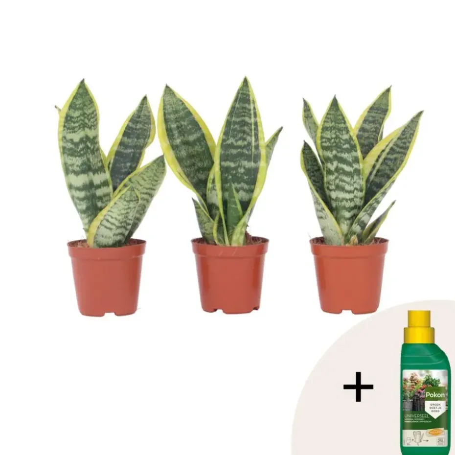 Vrouwentong - Set van 3 - Sansevieria 'Futura Superba' - Hoogte 35-40cm - ⌀12cm