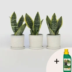 Vrouwentong - Set van 3 - Sansevieria 'Futura Superba' - Hoogte 35-40cm - ⌀12cm