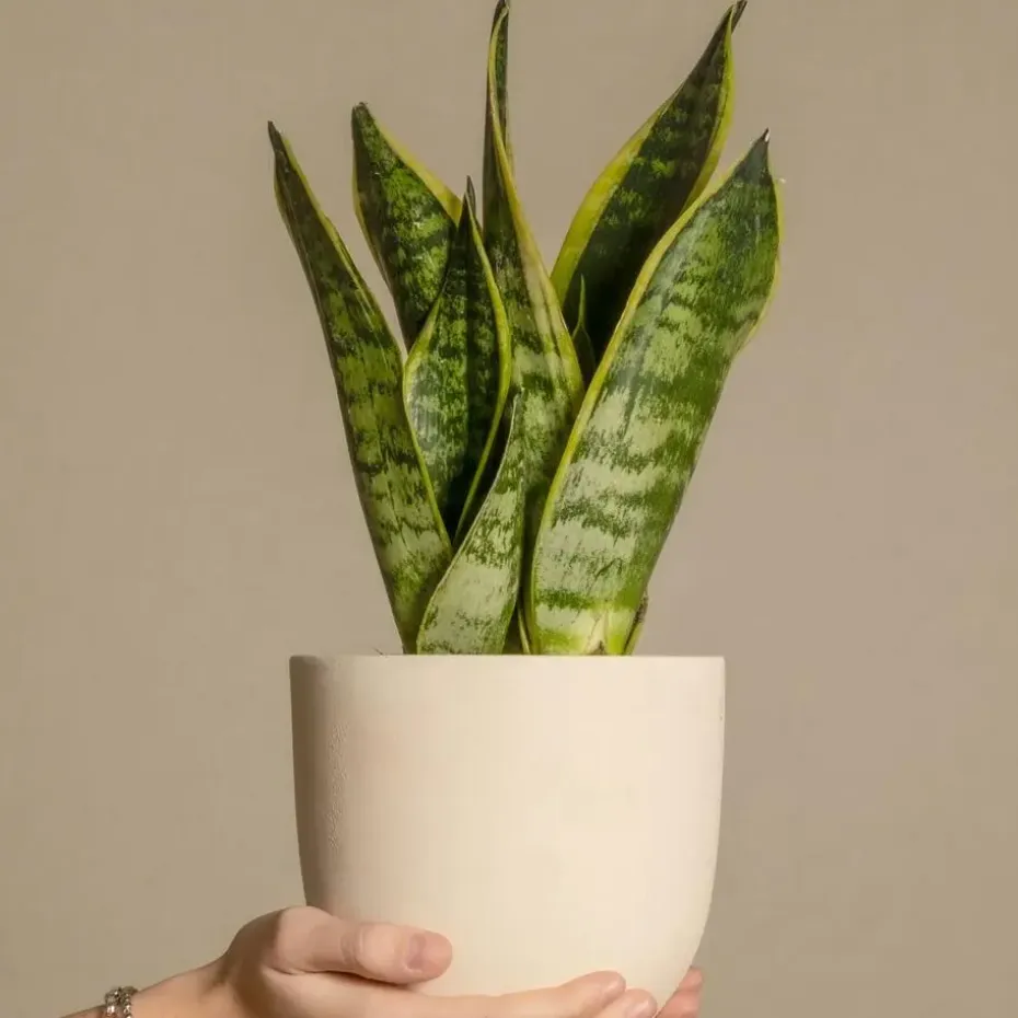 Vrouwentong - Set van 3 - Sansevieria 'Futura Superba' - Hoogte 35-40cm - ⌀12cm