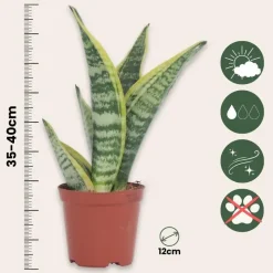 Vrouwentong - Set van 3 - Sansevieria 'Futura Superba' - Hoogte 35-40cm - ⌀12cm