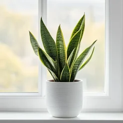 Vrouwentong - Set van 3 - Sansevieria 'Futura Superba' - Hoogte 35-40cm - ⌀12cm