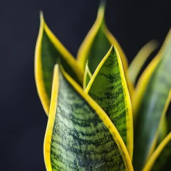 Vrouwentong - Set van 3 - Sansevieria 'Futura Superba' - Hoogte 35-40cm - ⌀12cm