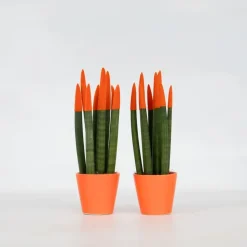 Vrouwentong - Set van 2 - Sansevieria cylindrica - Hoogte 20-40cm - ⌀9cm
